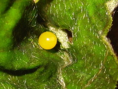 Cycnotrachelus cyanopterus