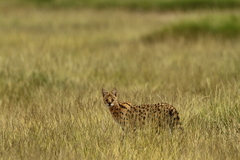 Leptailurus serval lipostictus