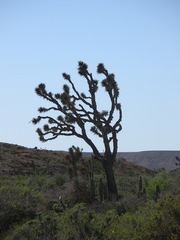 Yucca valida