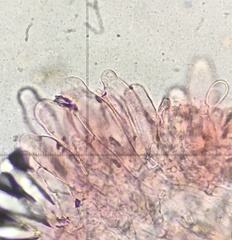 Pseudosperma friabile