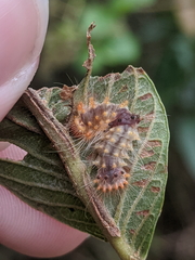 Barasa cymatistis