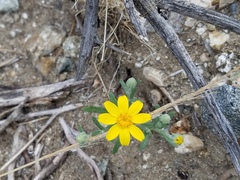Eriophyllum ambiguum