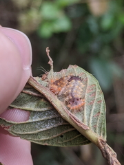 Barasa cymatistis