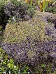 Coprosma neglecta