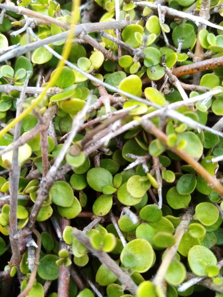 Coprosma neglecta