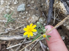 Eriophyllum ambiguum