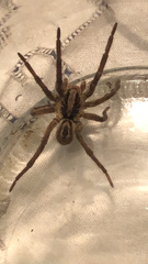 Lycosa erythrognatha