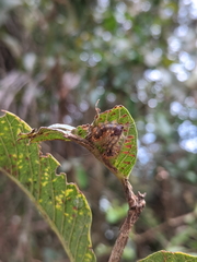 Barasa cymatistis