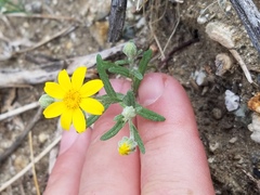 Eriophyllum ambiguum