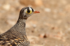Pterocles lichtensteinii