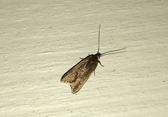 Acompsia cinerella