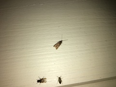 Acompsia cinerella