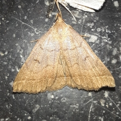 Polypogon tentacularia