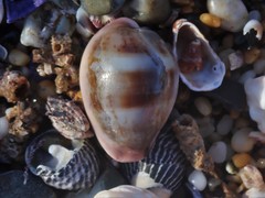 Erronea subviridis