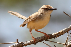 Prinia somalica