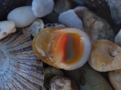 Nerita erythrostoma
