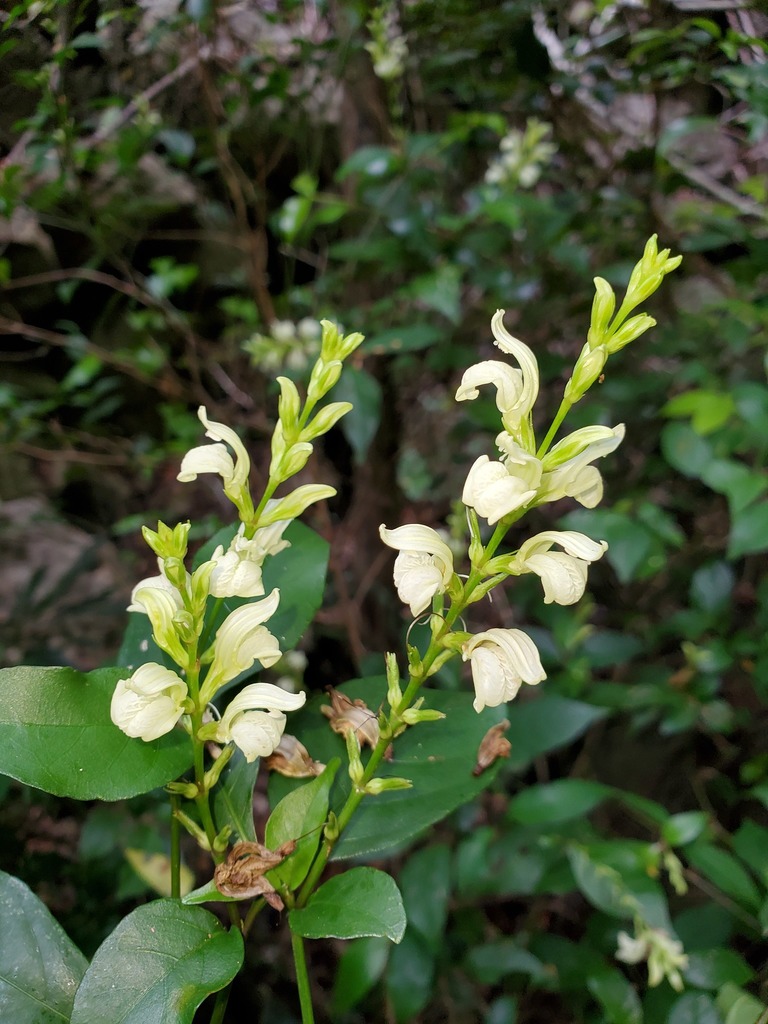 Isoglossa eburnea