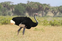 Struthio molybdophanes