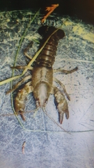 Austropotamobius torrentium