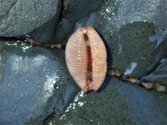 Staphylaea staphylaea