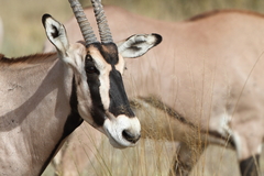 Oryx beisa beisa