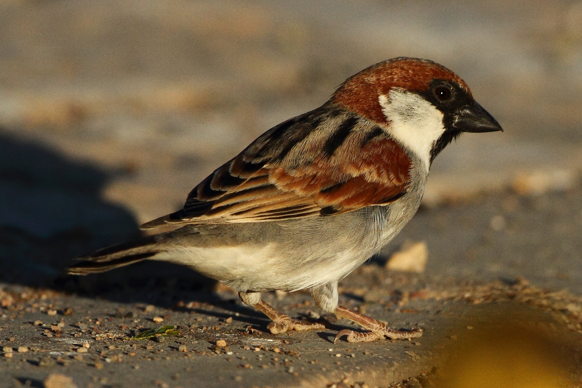 Somali Sparrow (Passer castanopterus)