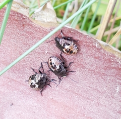 Rhacognathus punctatus