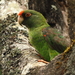 Red-fronted Parrot - Photo (c) markus lilje, some rights reserved (CC BY-NC-ND), uploaded by markus lilje