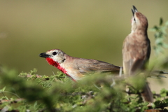 Rhodophoneus cruentus