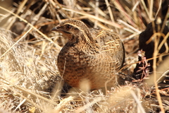 Coturnix delegorguei
