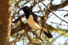 Speculipastor bicolor