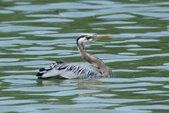 Ardea herodias fannini