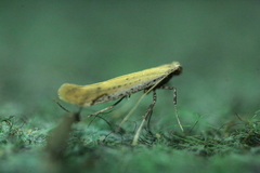 Aspilapteryx tringipennella