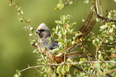 Colius leucocephalus