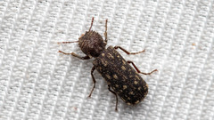 Lichenophanes varius