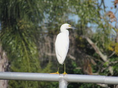 Egretta thula