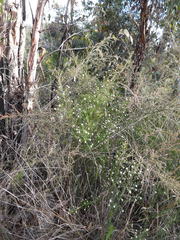 Spyridium scortechinii