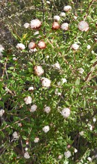 Spyridium scortechinii