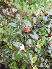 Rhododendron anthopogon