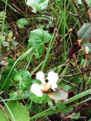 Rhododendron anthopogon
