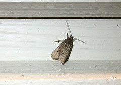 Acompsia cinerella