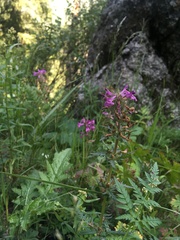 Pedicularis macrochila