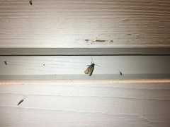 Acompsia cinerella