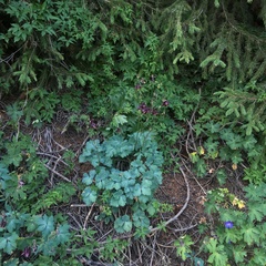 Aquilegia atrovinosa