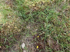 Riccia beyrichiana