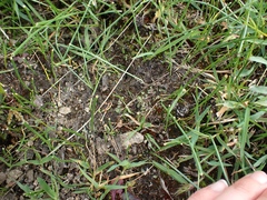 Riccia beyrichiana