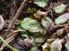 Riccia beyrichiana
