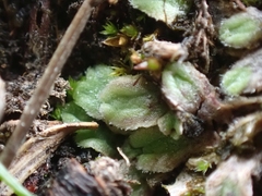 Riccia beyrichiana