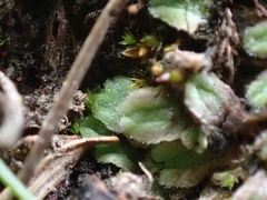 Riccia beyrichiana