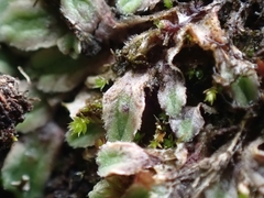 Riccia beyrichiana